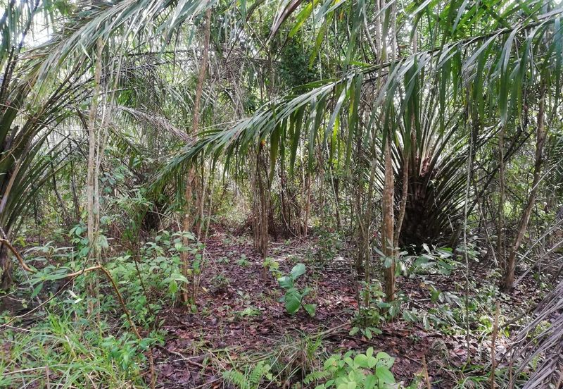 Tanah Ladang Kelapa Sawit Zoning Perumahan di Chuah, Port Dickson untuk dijual!