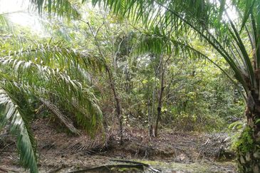 Tanah Ladang Kelapa Sawit Zoning Perumahan di Chuah, Port Dickson untuk dijual!