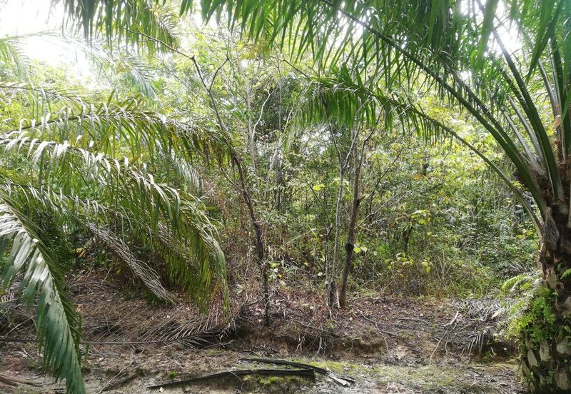 Tanah Ladang Kelapa Sawit Zoning Perumahan di Chuah, Port Dickson untuk dijual!