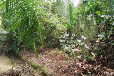 Tanah Ladang Kelapa Sawit Zoning Perumahan di Chuah, Port Dickson untuk dijual!