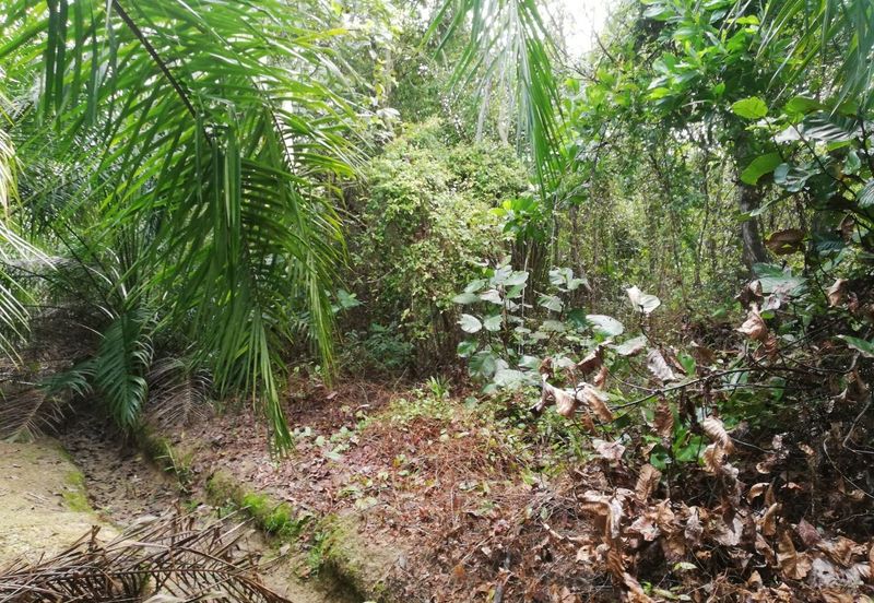 Tanah Ladang Kelapa Sawit Zoning Perumahan di Chuah, Port Dickson untuk dijual!