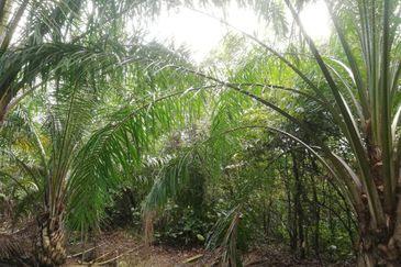 Tanah Ladang Kelapa Sawit Zoning Perumahan di Chuah, Port Dickson untuk dijual!