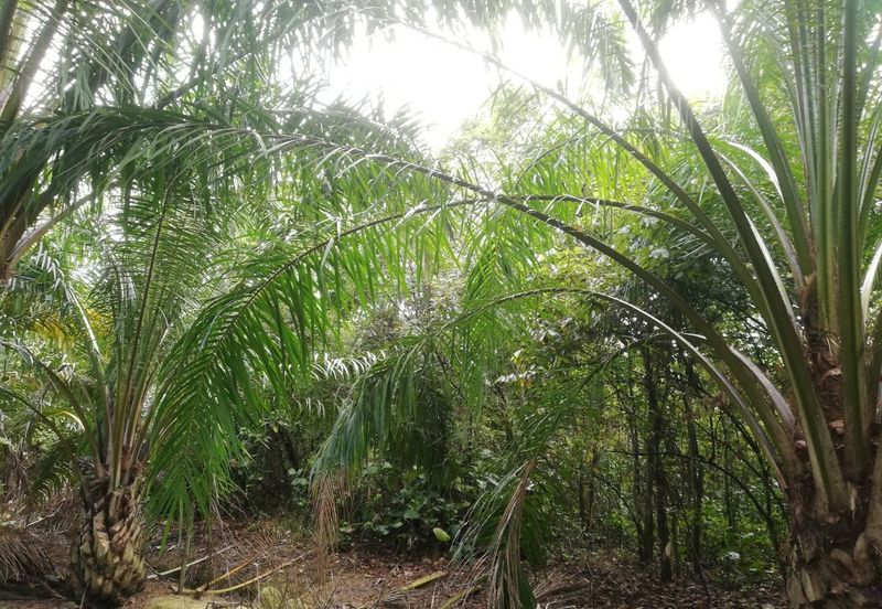Tanah Ladang Kelapa Sawit Zoning Perumahan di Chuah, Port Dickson untuk dijual!