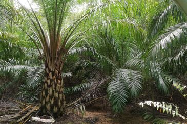 Tanah Ladang Kelapa Sawit Zoning Perumahan di Chuah, Port Dickson untuk dijual!