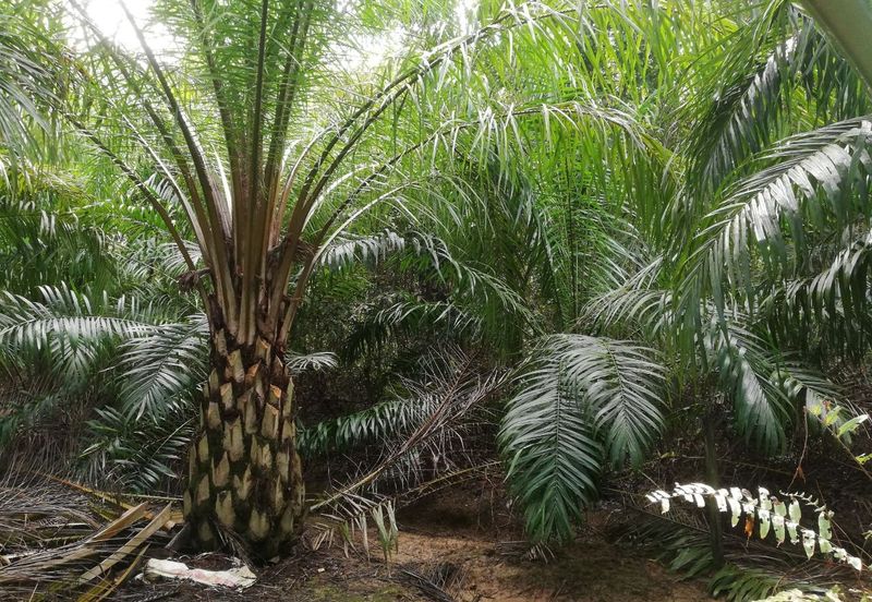 Tanah Ladang Kelapa Sawit Zoning Perumahan di Chuah, Port Dickson untuk dijual!