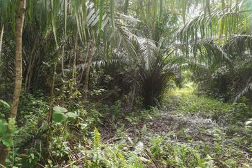 Tanah Ladang Kelapa Sawit Zoning Perumahan di Chuah, Port Dickson untuk dijual!