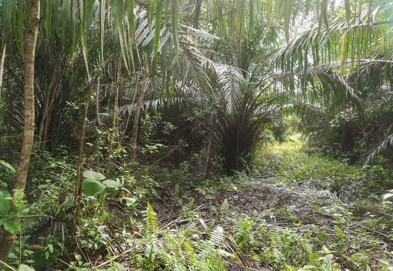 Tanah Ladang Kelapa Sawit Zoning Perumahan di Chuah, Port Dickson untuk dijual!
