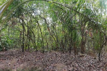 Tanah Ladang Kelapa Sawit Zoning Perumahan di Chuah, Port Dickson untuk dijual!