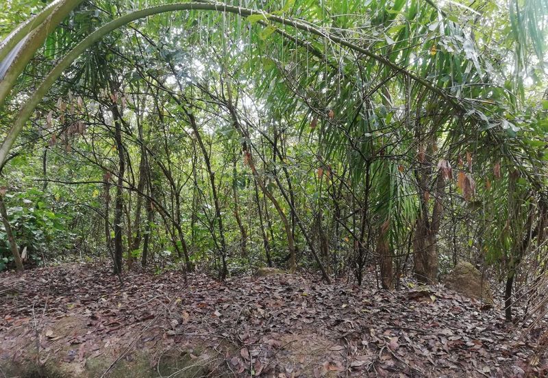 Tanah Ladang Kelapa Sawit Zoning Perumahan di Chuah, Port Dickson untuk dijual!