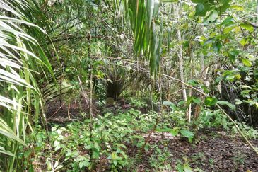 Tanah Ladang Kelapa Sawit Zoning Perumahan di Chuah, Port Dickson untuk dijual!