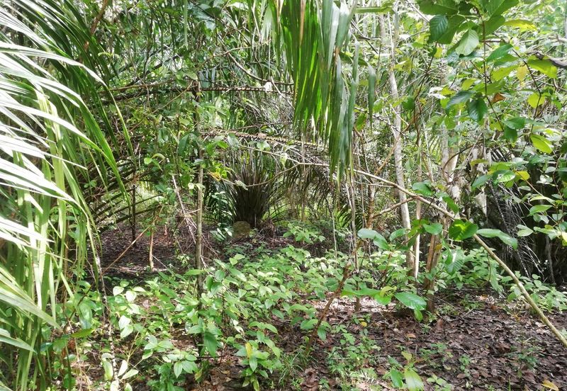 Tanah Ladang Kelapa Sawit Zoning Perumahan di Chuah, Port Dickson untuk dijual!