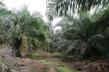 Tanah Ladang Kelapa Sawit Zoning Perumahan di Chuah, Port Dickson untuk dijual!