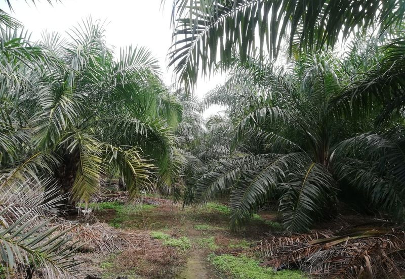Tanah Ladang Kelapa Sawit Zoning Perumahan di Chuah, Port Dickson untuk dijual!
