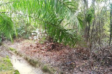 Tanah Ladang Kelapa Sawit Zoning Perumahan di Chuah, Port Dickson untuk dijual!