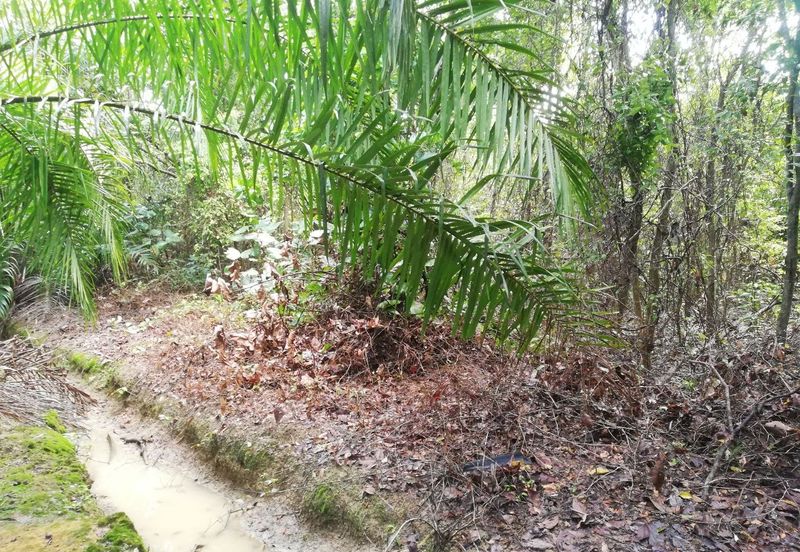 Tanah Ladang Kelapa Sawit Zoning Perumahan di Chuah, Port Dickson untuk dijual!