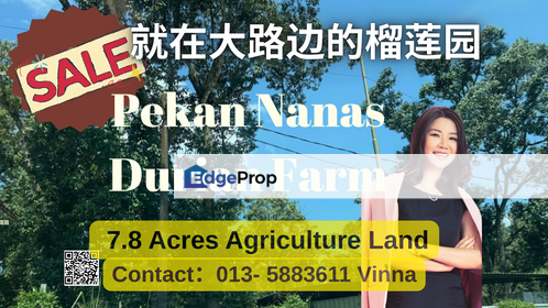 Pekan Nanas 老树榴莲园，大路边黄金地段！, Johor, Pontian