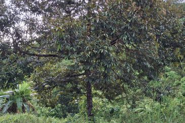 Kg Jenud Raub Tanah Rezab Melayu Kebun Sawit