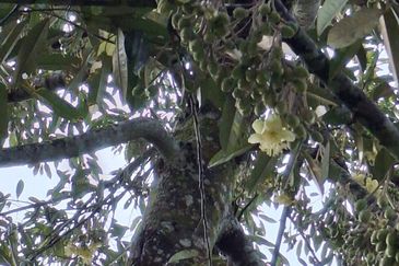 Kg Jenud Raub Tanah Rezab Melayu Kebun Sawit
