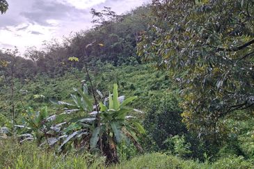 Kg Jenud Raub Tanah Rezab Melayu Kebun Sawit