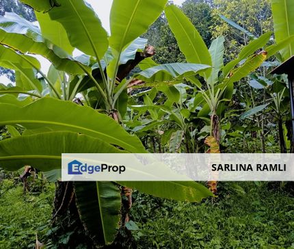 Changkat Lada Kg Gajah Tanah Lot Kampung, Perak, Kampong Gajah