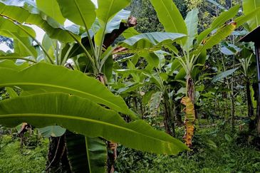 KAMPUNG TERSUSUN CHANGKAT LADA