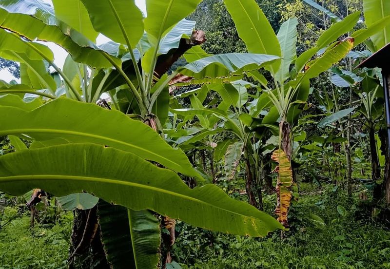 KAMPUNG TERSUSUN CHANGKAT LADA
