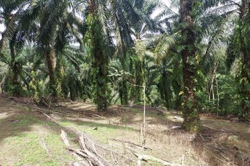 Kampung Sungai Pening