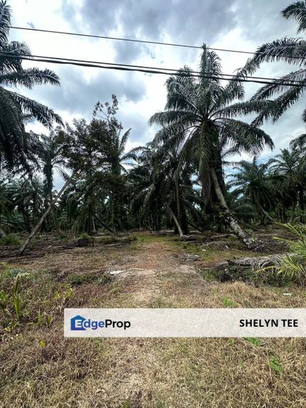 PONTIAN AGRICULTURE LAND FOR SALE FREEHOLD WITH OIL PALM PLANTATION, Johor, Pontian