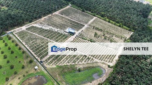 BAN FOO ULU TIRAM AGRICULTURE LAND FOR RENT DRAGON FRUIT FARM WITH FACILITIES, Johor, Ulu Tiram