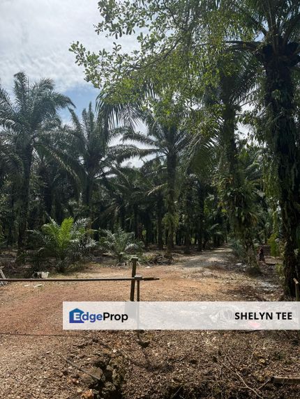 PONTIAN AGRICULTURAL LAND FOR SALE BESIDE MAIN ROAD CONVERTIBLE TO INDUSTRIAL, Johor, Pontian