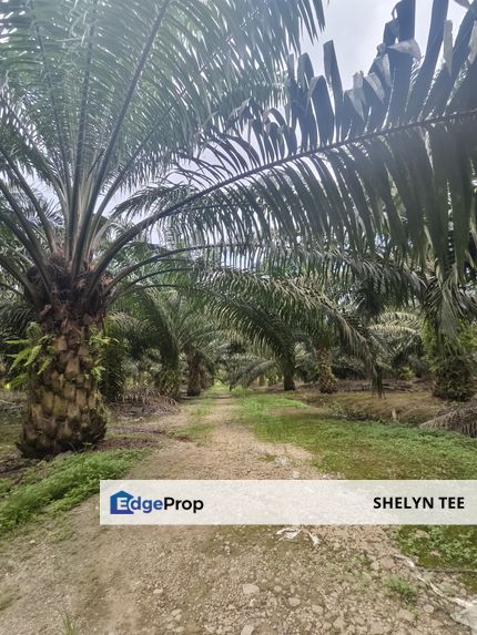 PONTIAN BESAR OIL PALM LAND FOR SALE FREEHOLD INTERNATIONAL LOT SUITABLE FOR HOUSING OR SOLAR, Johor, Pontian