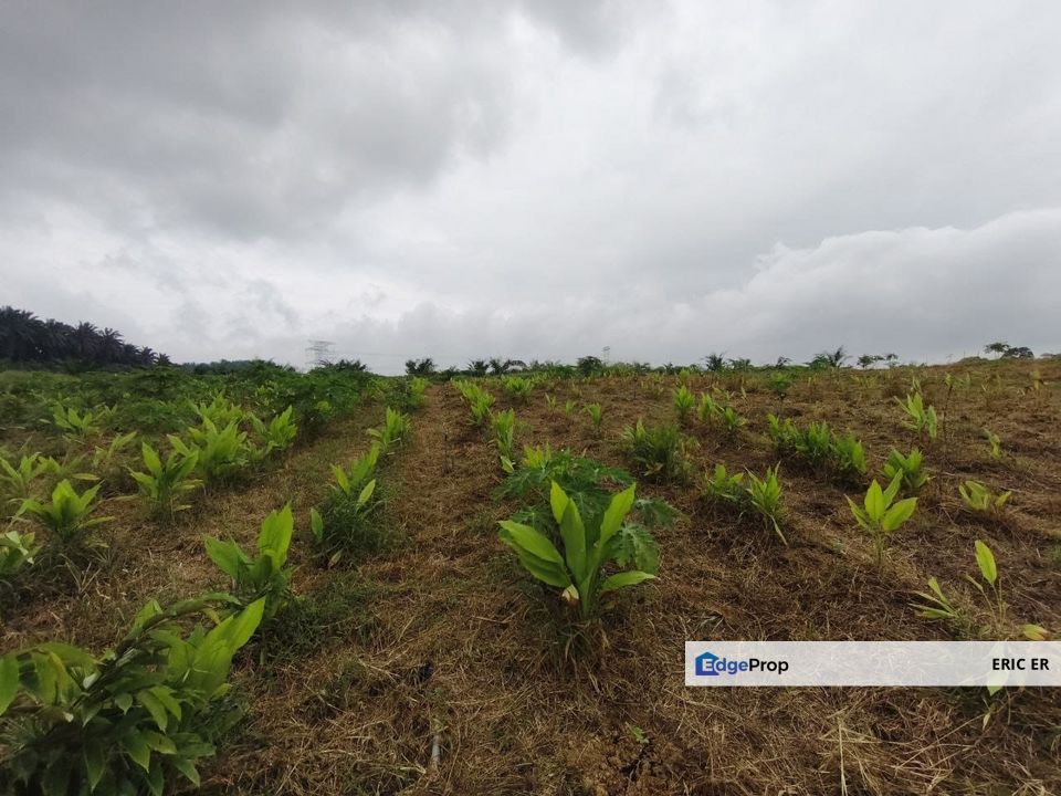 Jalan Sungai Tiram, Seelong. Agriculture Land For Sale, Johor, Senai
