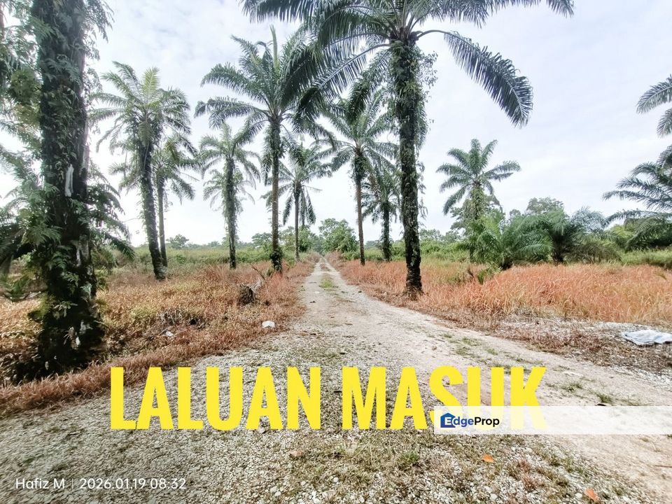 TANAH KEBUN SAWIT UNTUK DIJUAL – BATU 36 1/2, PONTIAN, JOHOR 🌴, Johor, Pontian
