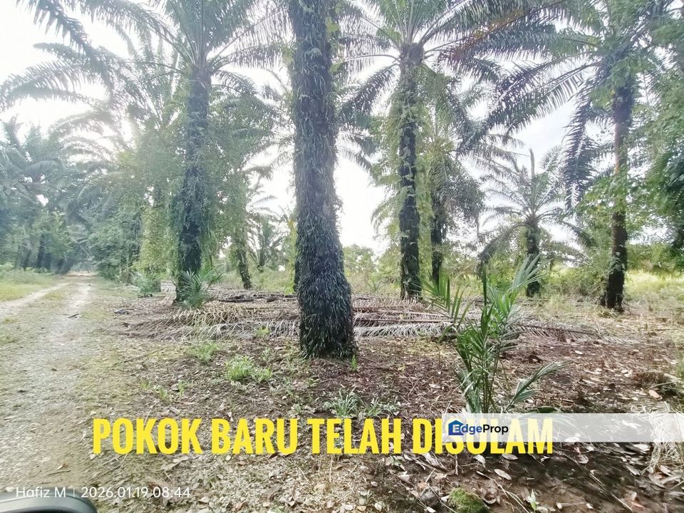 TANAH KEBUN SAWIT UNTUK DIJUAL – BATU 36 1/2, PONTIAN, JOHOR 🌴, Johor, Pontian