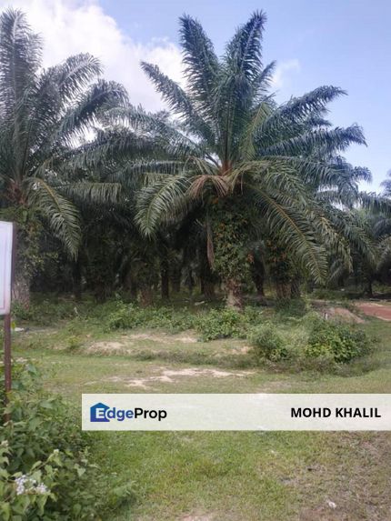 Juasseh, Negeri 9| 247-Acre Palm Oil Estate + Company Shares 🌿 | READY-INCOME 💼, Negeri Sembilan, Kuala Pilah