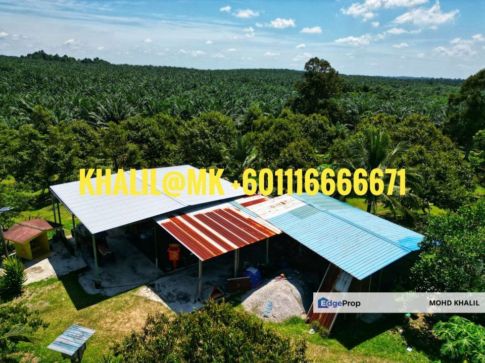 Lancang Merlimau Melaka 3.9-Acre Durian Orchard 🌳 WELL MAINTAINED + MUSANG KING & BLACKTHORNE 🔥, Melaka, Merlimau