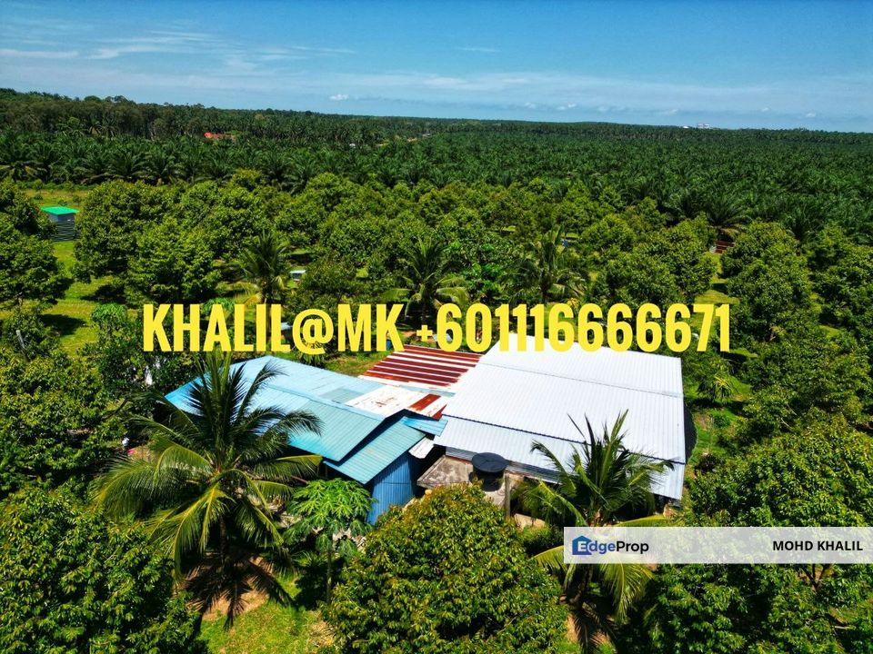 Lancang Merlimau Melaka 3.9-Acre Durian Orchard 🌳 WELL MAINTAINED + MUSANG KING & BLACKTHORNE 🔥, Melaka, Merlimau