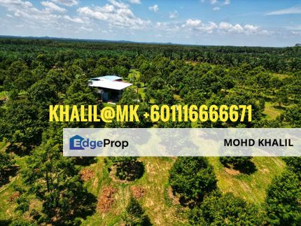 Lancang Merlimau Melaka 3.9-Acre Durian Orchard 🌳 WELL MAINTAINED + MUSANG KING & BLACKTHORNE 🔥, Melaka, Merlimau