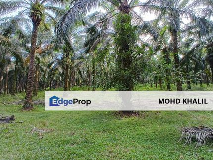 Kg Ulu Kanchong, Rantau | 2.3-Acre Tanah Kebun 🌴 | KELAPA SAWIT + SUASANA AMAN DAMAI ✅, Negeri Sembilan, Seremban