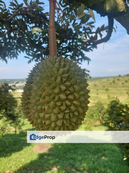 Lawan Kuda - Gopeng , Durian Farm For Sale, Suitable for Investment, Perak, Gopeng