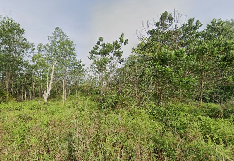 Danga Sutera @ Skudai Agriculture Land