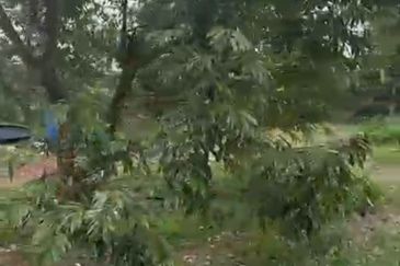 Oil Palm Land @ Labis