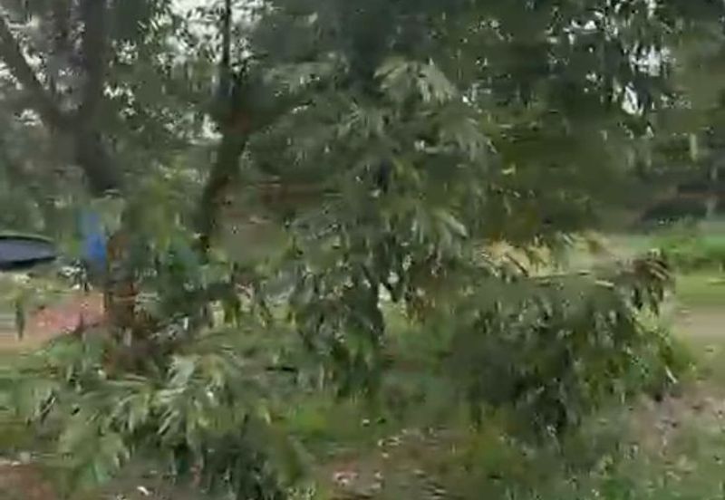 Oil Palm Land @ Labis