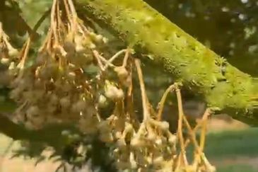 Oil Palm Land @ Labis