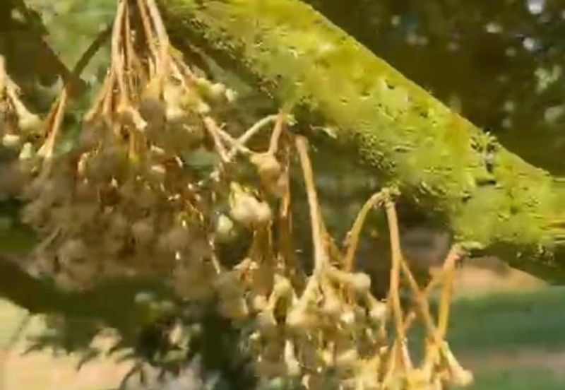 Oil Palm Land @ Labis