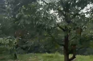 Oil Palm Land @ Labis