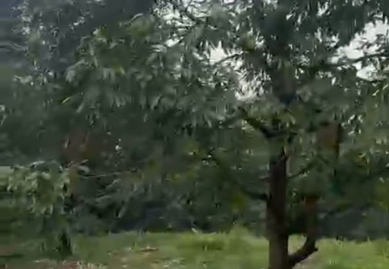 Oil Palm Land @ Labis