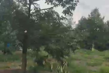 Oil Palm Land @ Labis