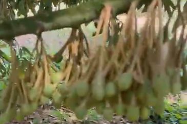 Oil Palm Land @ Labis