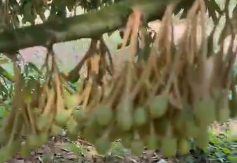 Oil Palm Land @ Labis